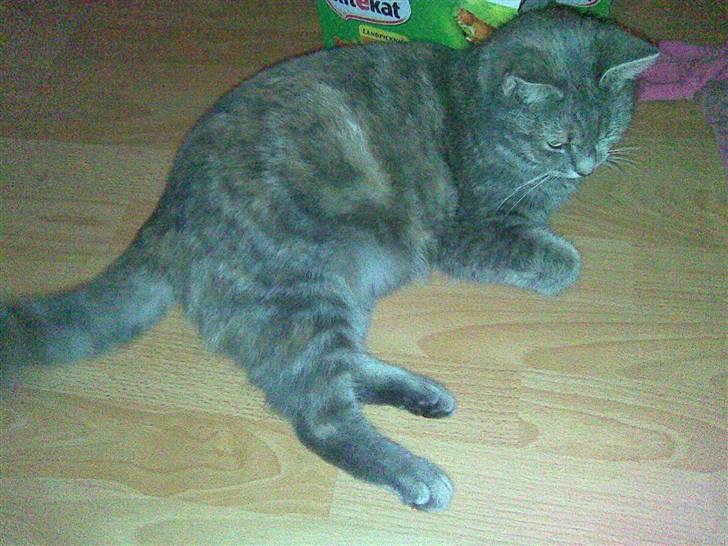 Blanding af racer Baby - Baby er meget nysgerig billede 9