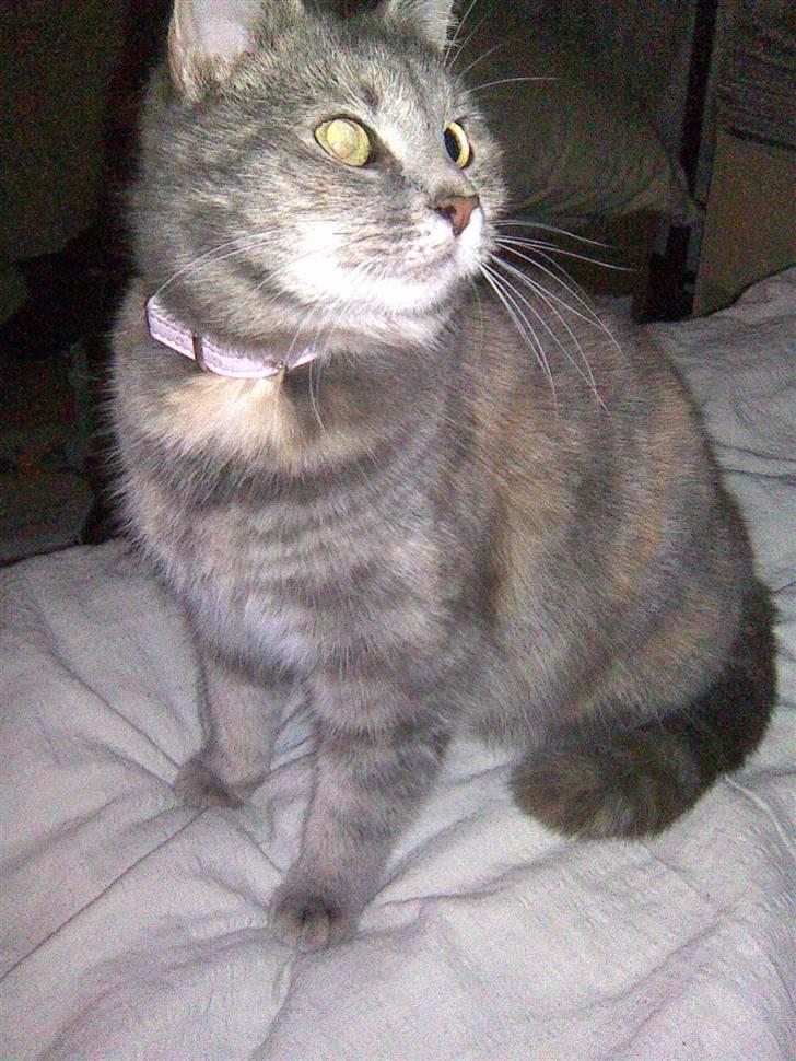 Blanding af racer Baby - Baby i min seng :D billede 10