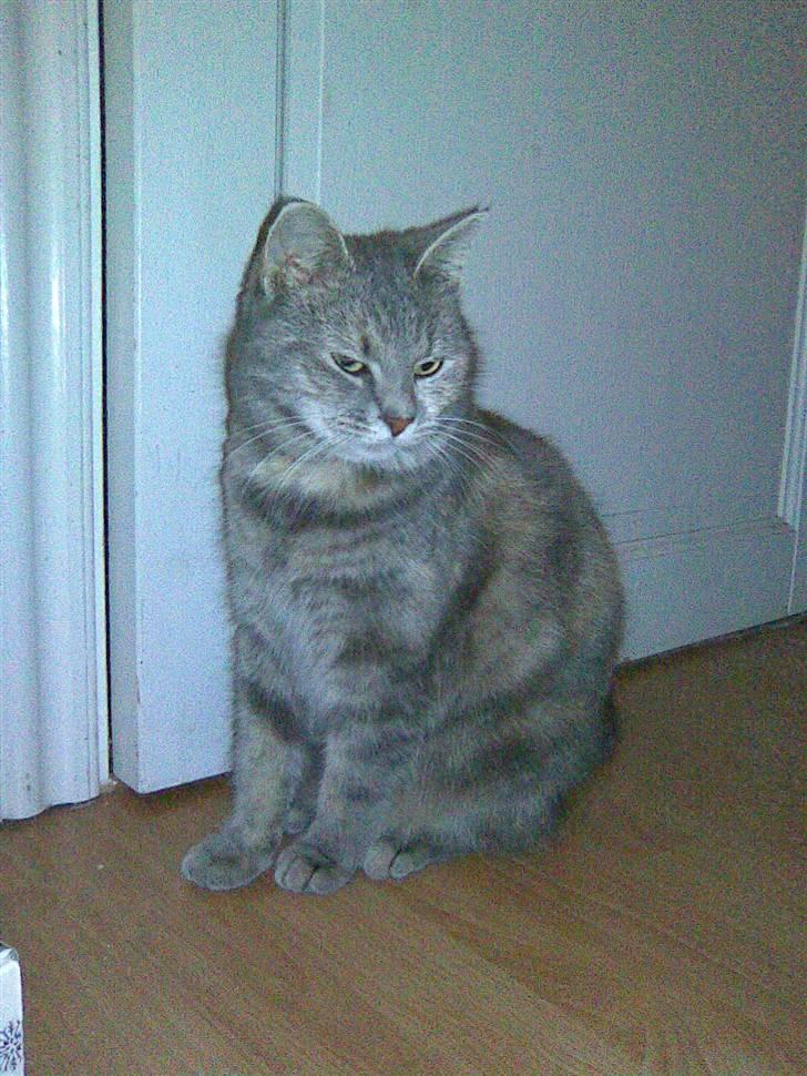 Blanding af racer Baby - Baby venter på at jeg åbner døren så hun kan få mad! :D billede 11