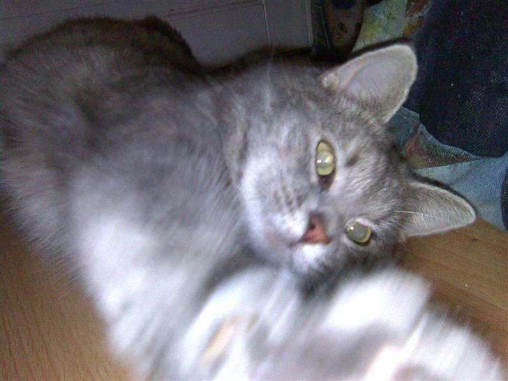 Blanding af racer Baby - Baby synes jeg har taget nok billeder:P billede 12