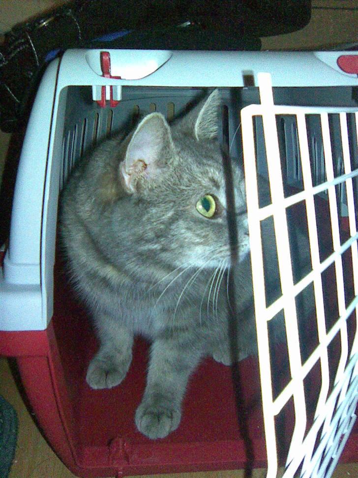 Blanding af racer Baby - Baby elsker sin transportkasse! :D billede 13