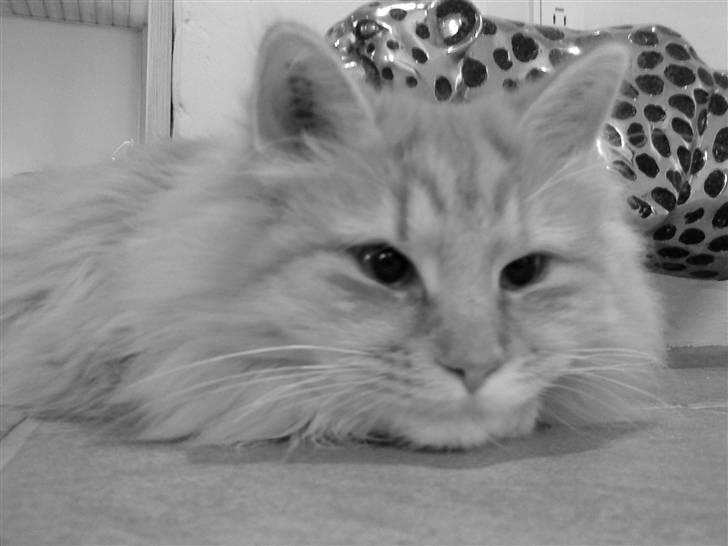 Norsk Skovkat Fruen´s Oskar billede 7