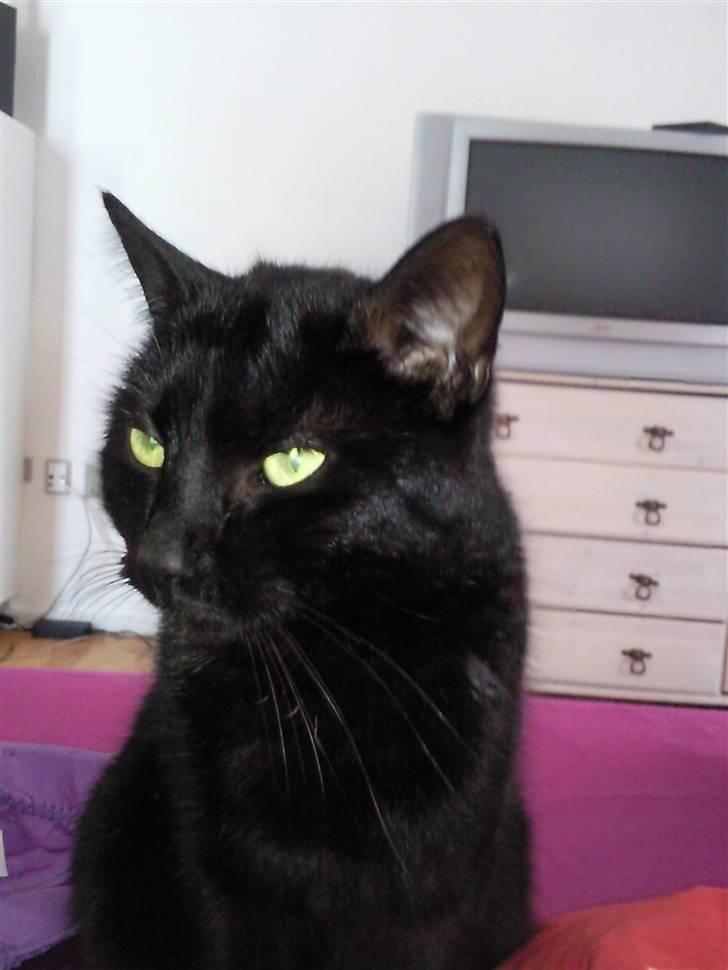 Huskat Mowgli - Mowgli 1 år og 5 mdr billede 3