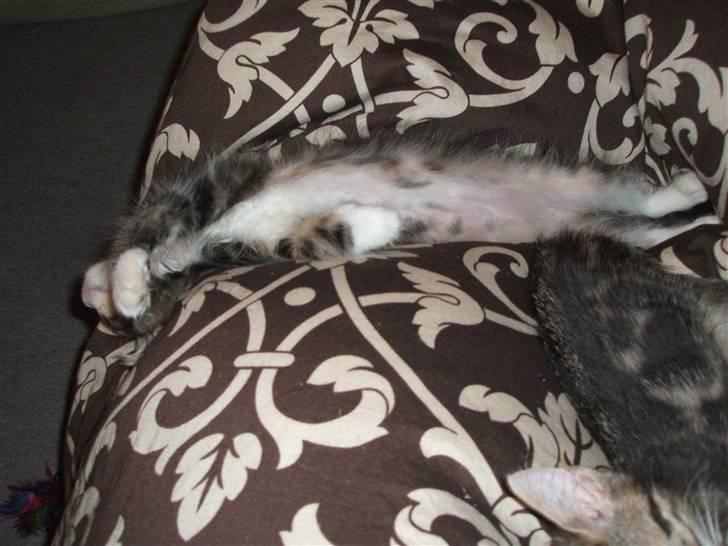 Blanding af racer Duchess - Min lille sofa løve, billedet er ikke det bedste men syntes det skulle med billede 9