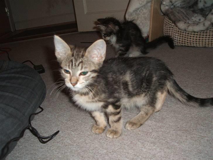 Blanding af racer Fiona - Sidder og venter på at mor vil lege billede 7