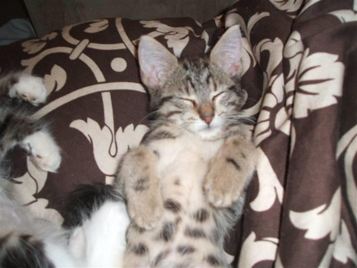 Blanding af racer Fiona - Er jeg ikke bare dejlig billede 9