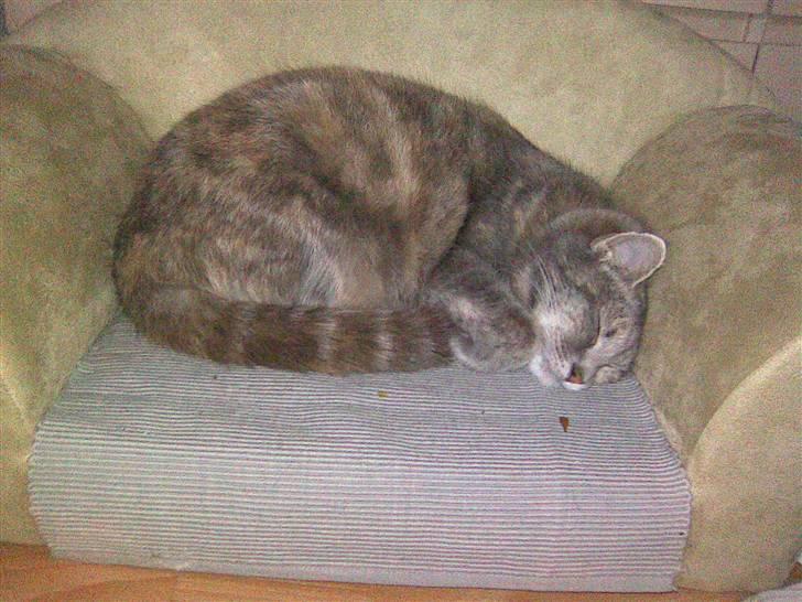 Blanding af racer Baby - Baby elskede at sove i sin sofa. da den havde stået uberørt i 5 dage! :P billede 14