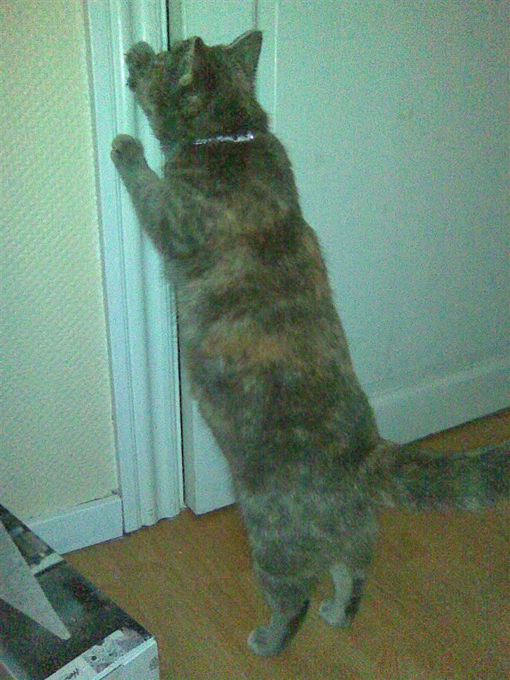 Blanding af racer Baby - Baby der forsøger selv, at åbne døren:) billede 15