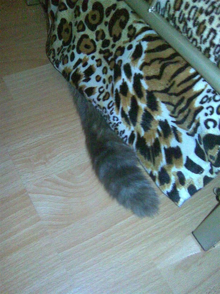 Blanding af racer Baby - Hvor mon Baby er?? billede 16