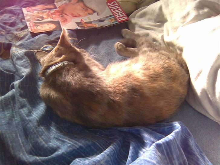 Blanding af racer Baby - Baby fra den ene... billede 17