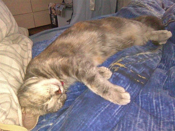 Blanding af racer Baby - ....og den anden side..:P billede 18