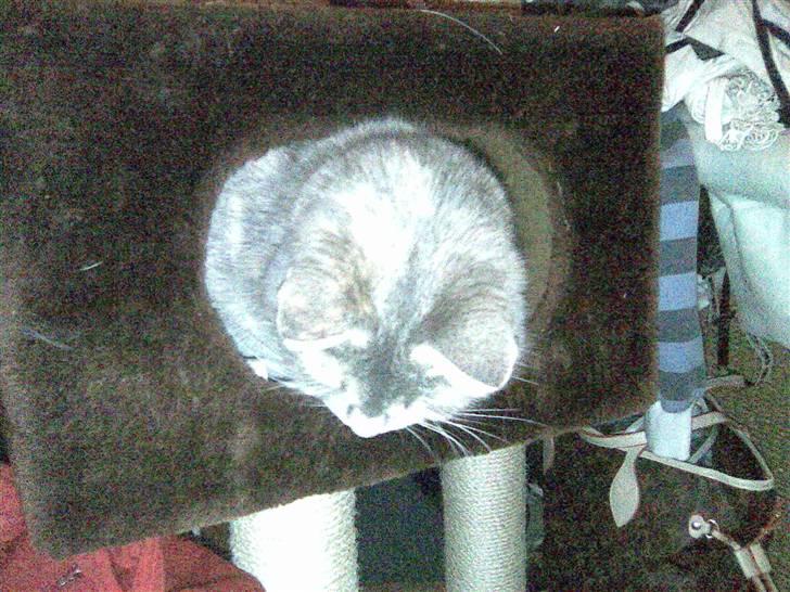 Blanding af racer Baby - halløj! :P billede 19