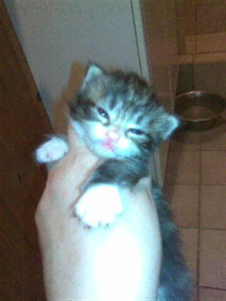 Blanding af racer Duchess - Her er hun ikke så stor billede 10