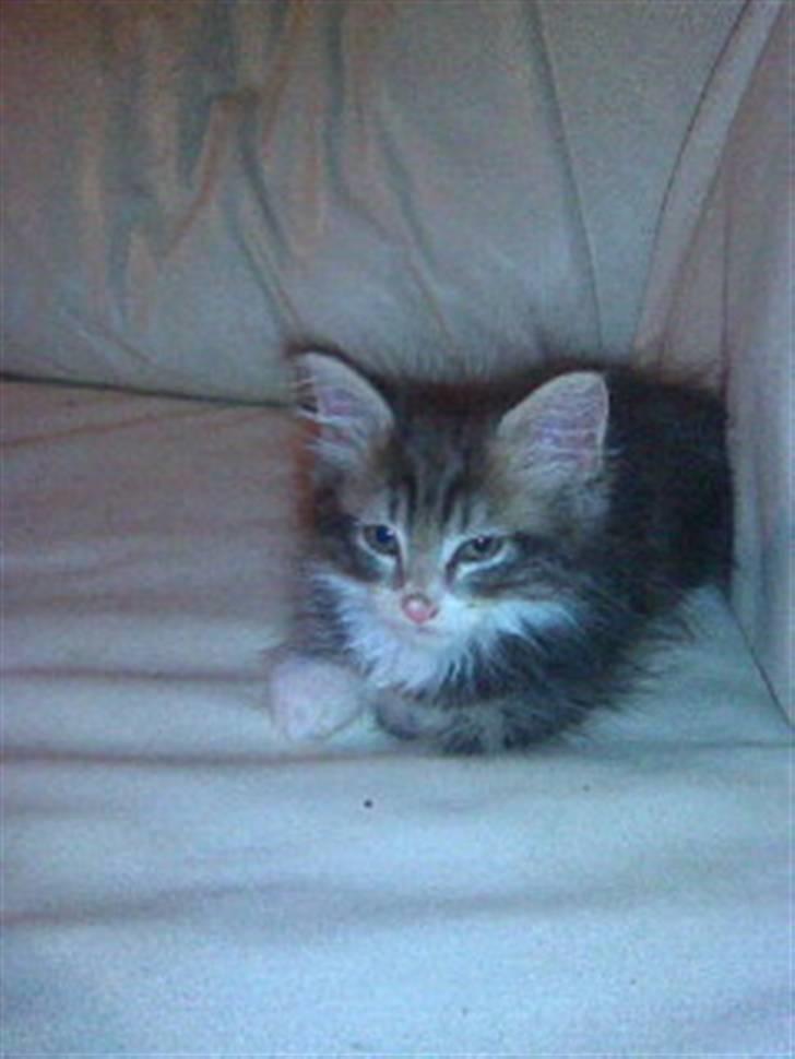 Blanding af racer Duchess - Billede taget inden vi fik hende billede 11