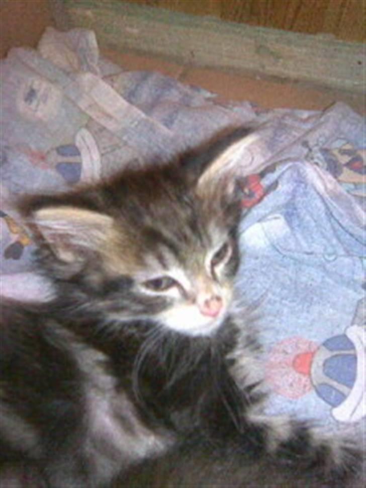 Blanding af racer Duchess - Hun er dejlig billede 12