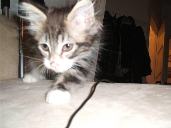 Blanding af racer Duchess - En af de første dage vi havde hende, det hele skulle lige ses an billede 13