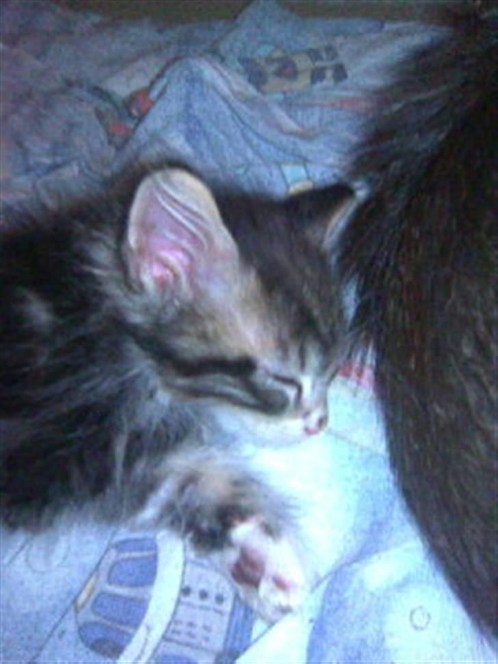 Blanding af racer Duchess - Her ligger hun trygt ved sin mor billede 14