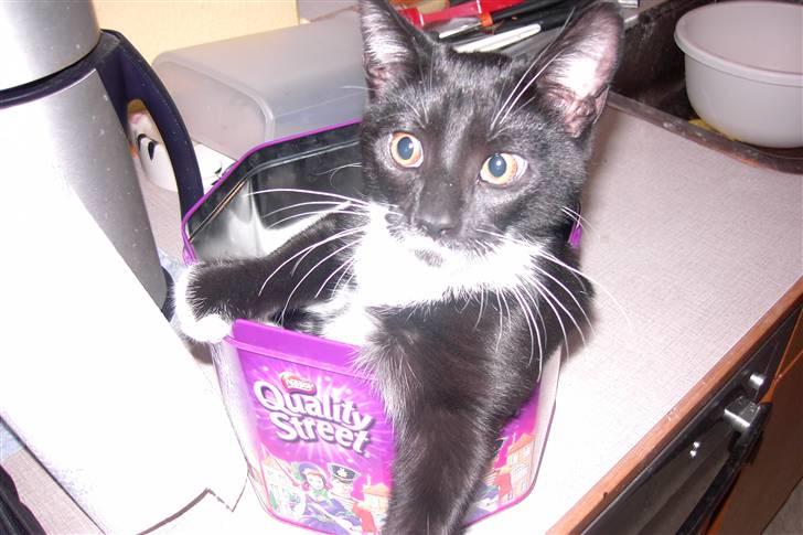 Blanding af racer Laban - hvaa her sidder jeg godt  billede 16