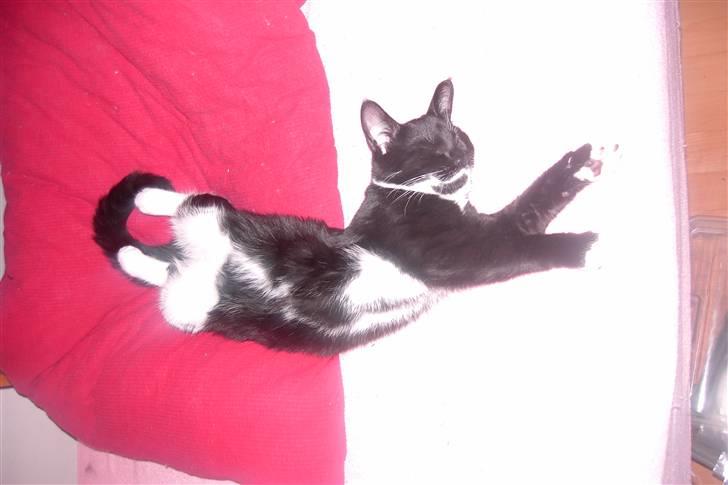 Blanding af racer Laban - ja så er jeg blevet et halvt år gammel og har været ved dr.dyr  billede 17