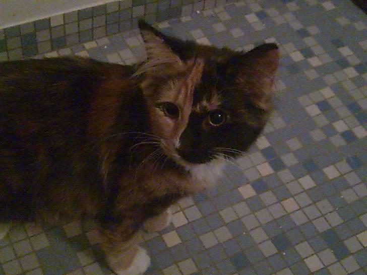 Maine Coon Jessie * R.I.P * † - altså jeg skal på wc, kan man få noget privatliv her... tak billede 15