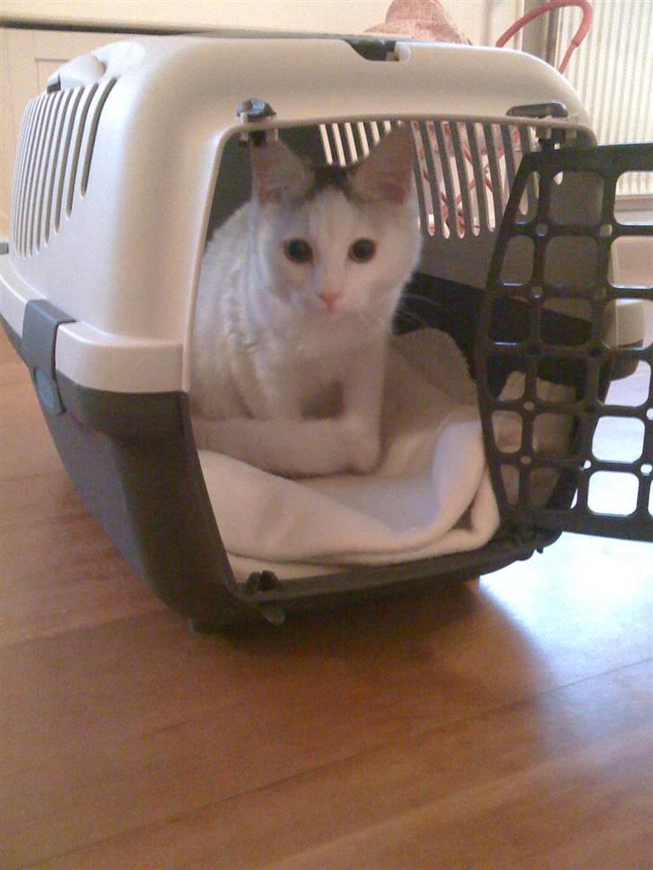 Blanding af racer Miri bortgives - min hule er et dejligt sted at være billede 1