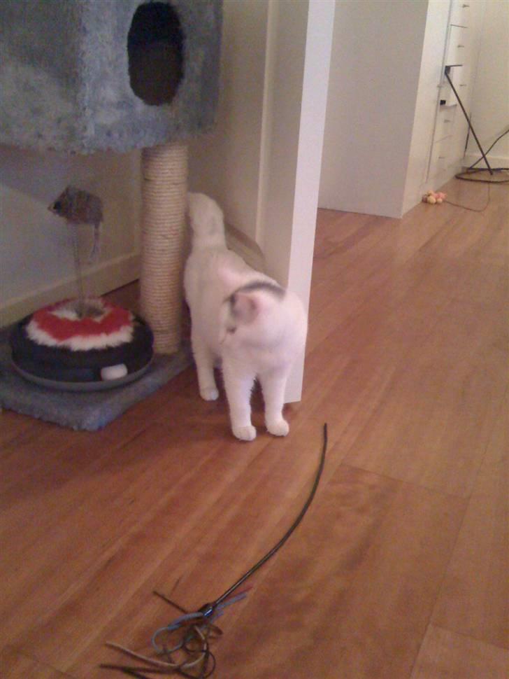 Blanding af racer Miri bortgives billede 2