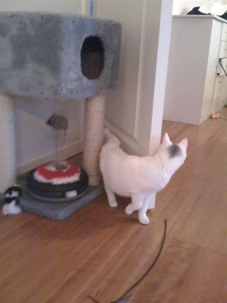 Blanding af racer Miri bortgives - hvem der? billede 3