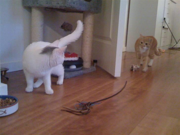 Blanding af racer Miri bortgives - det er første gang de ser hinanden billede 4