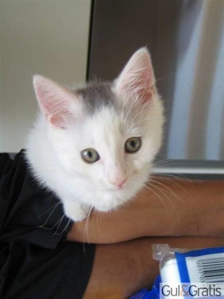 Blanding af racer Miri bortgives - det er fra tidligere ejer. billede 5