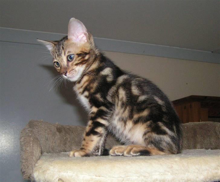 Bengal Zodiac Midnight Gold billede 15