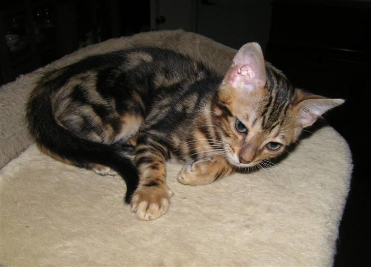 Bengal Zodiac Midnight Gold billede 16