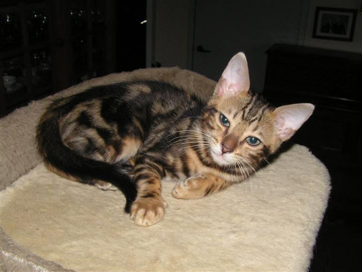 Bengal Zodiac Midnight Gold billede 17