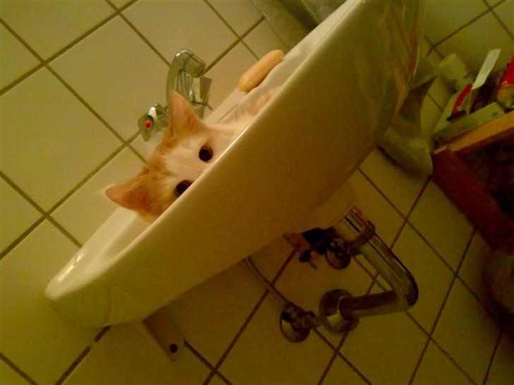 Blanding af racer Hebe - Maine Coon bld. billede 12