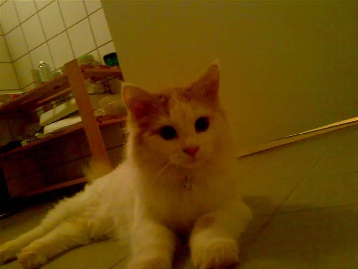 Blanding af racer Hebe - Maine Coon bld. billede 13