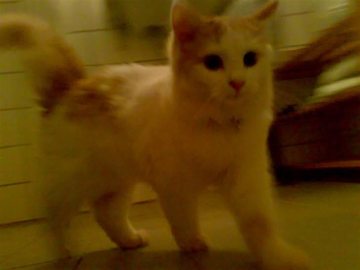 Blanding af racer Hebe - Maine Coon bld. billede 14