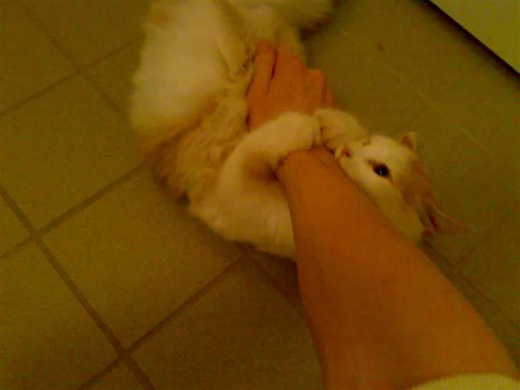 Blanding af racer Hebe - Maine Coon bld. billede 15