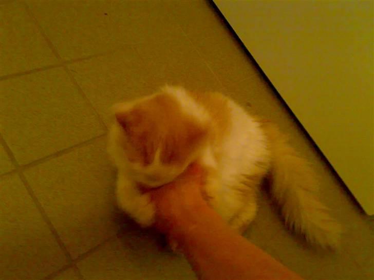 Blanding af racer Hebe - Maine Coon bld. billede 16