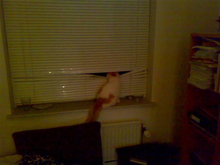 Blanding af racer Hebe - Maine Coon bld. billede 17