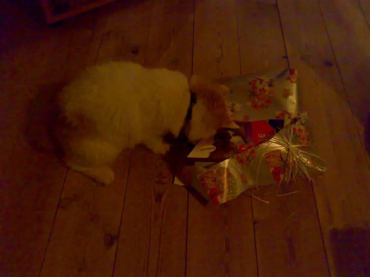 Blanding af racer Hebe - Maine Coon bld. billede 18