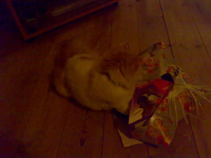 Blanding af racer Hebe - Maine Coon bld. billede 19