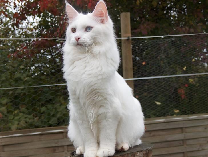 Maine Coon Napaloma´s Gucci billede 7