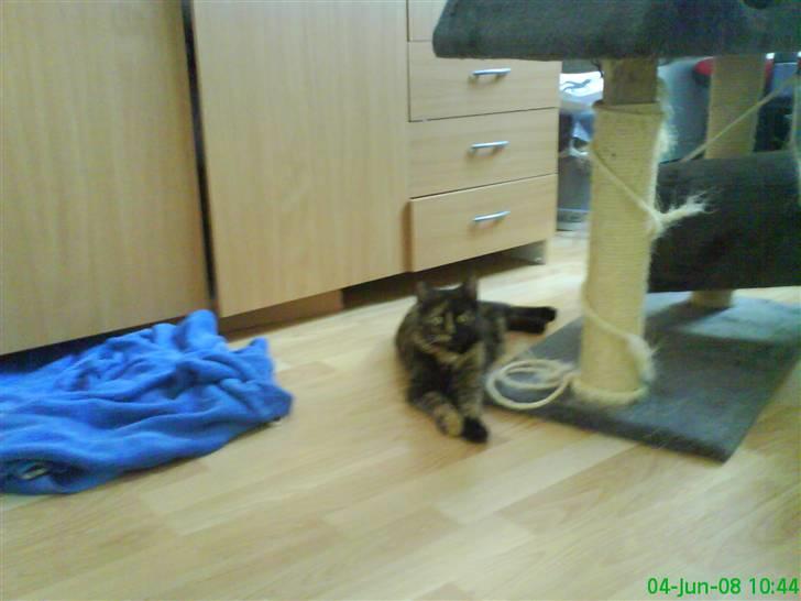 Huskat Elly billede 1