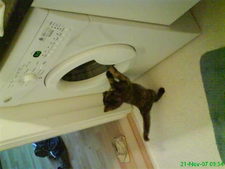 Huskat Elly billede 2