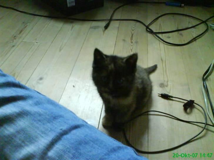 Huskat Elly billede 3