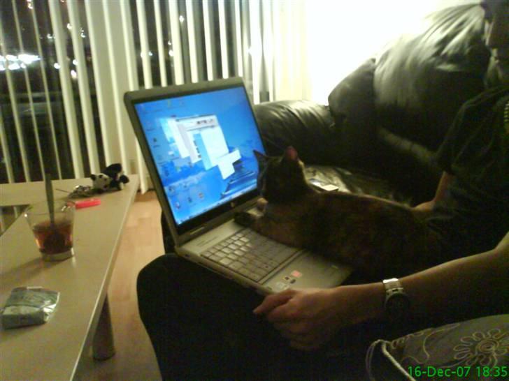 Huskat Elly billede 4