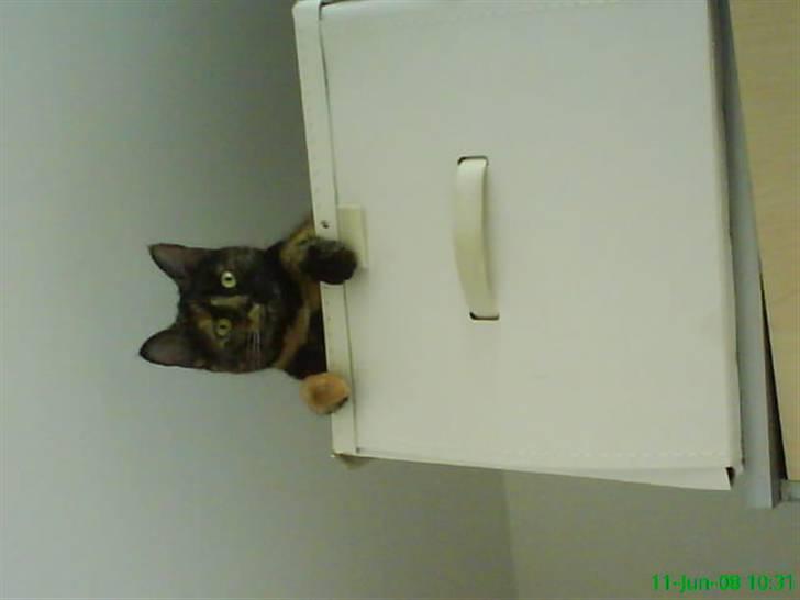 Huskat Elly billede 5