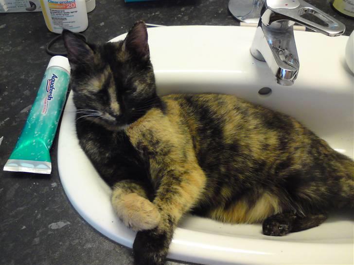 Huskat Elly billede 6