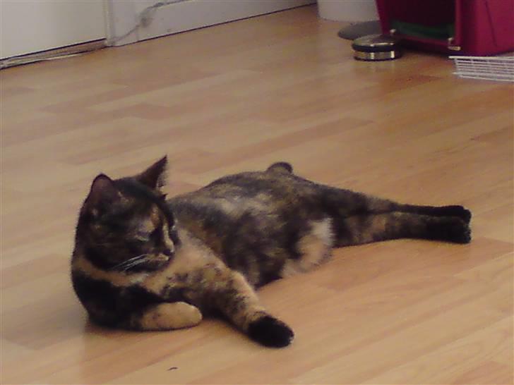 Huskat Elly billede 7