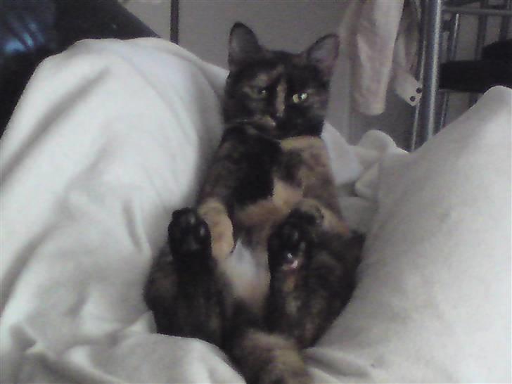 Huskat Elly billede 8