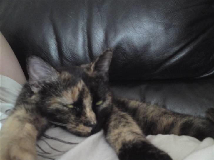 Huskat Elly billede 9